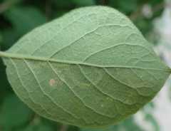 Aulagromyza hendeliana