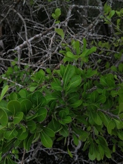 Sideroxylon celastrinum