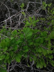 Sideroxylon celastrinum