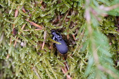 Abax parallelepipedus