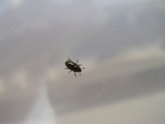 Brassicogethes aeneus