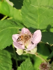 Apis mellifera