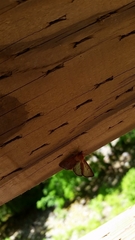Orthosia transparens