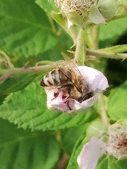 Apis mellifera