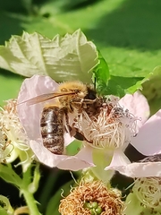 Apis mellifera