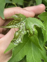 Phyllocnistis liquidambarisella