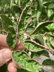 Phyllocoptes wisconsinensis