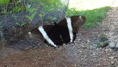 Siproeta epaphus trayja