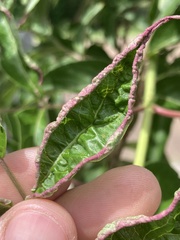 Phyllocoptes wisconsinensis