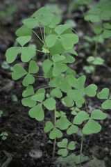 Oxalis grandis