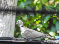 Streptopelia decaocto