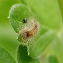 Acronicta auricoma