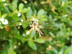 Neoscona adianta