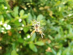 Neoscona adianta