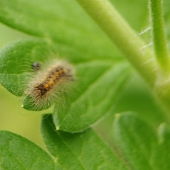 Acronicta auricoma