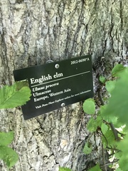 Ulmus minor minor