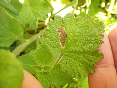 Amauromyza labiatarum