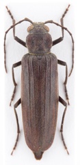 Arhopalus hispaniolae