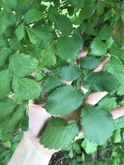 Ulmus minor minor