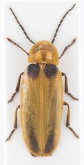 Heterophotinus striatus