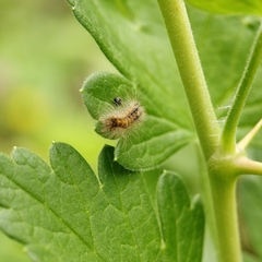 Acronicta auricoma