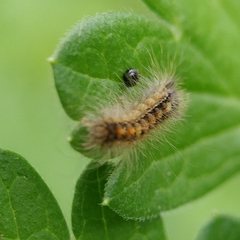 Acronicta auricoma