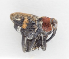 Hoplocopturus