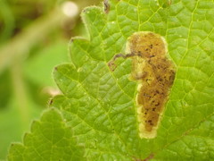 Amauromyza labiatarum