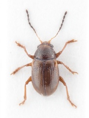 Alethaxius