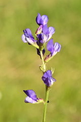 Vicia onobrychioides