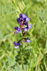 Vicia onobrychioides