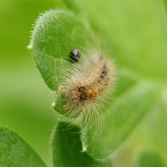 Acronicta auricoma