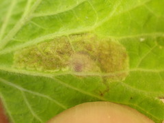 Amauromyza labiatarum