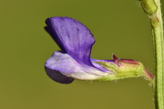 Vicia onobrychioides