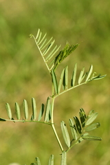 Vicia onobrychioides