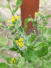 Amsinckia menziesii menziesii