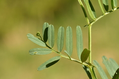 Vicia onobrychioides