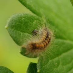 Acronicta auricoma