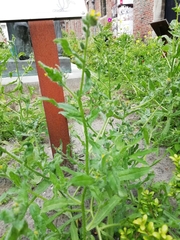 Amsinckia menziesii menziesii