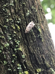 Proteoteras crescentana