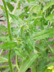 Amsinckia menziesii menziesii