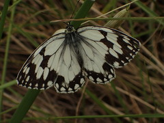 Melanargia lachesis