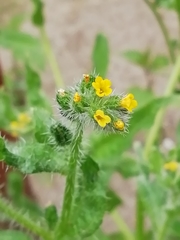 Amsinckia menziesii menziesii
