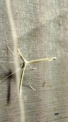 Agdistis intermedia