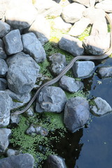 Elaphe quadrivirgata