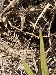 Aspronema dorsivittatum