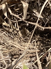 Aspronema dorsivittatum