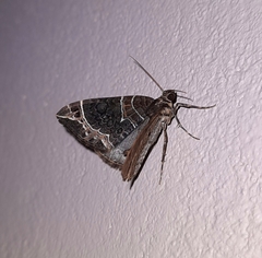 Ecliptopera dentifera