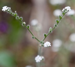 Plagiobothrys collinus