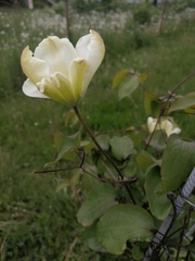 Clematis × jackmanii